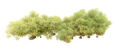 vert forêt isolé sur Contexte. 3d le rendu - illustration png