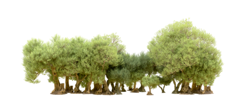 Green forest isolated on background. 3d rendering - illustration png