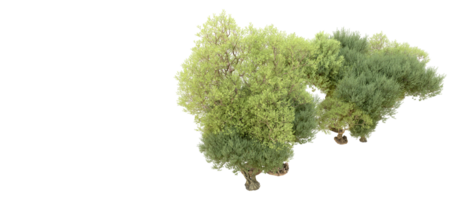 groen Woud geïsoleerd Aan achtergrond. 3d renderen - illustratie png