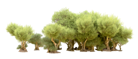 verde foresta isolato su sfondo. 3d interpretazione - illustrazione png