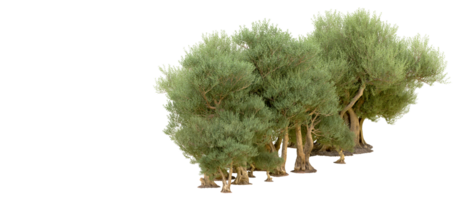 vert forêt isolé sur Contexte. 3d le rendu - illustration png