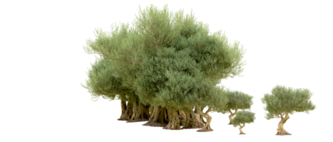 vert forêt isolé sur Contexte. 3d le rendu - illustration png