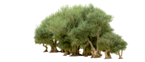 vert forêt isolé sur Contexte. 3d le rendu - illustration png