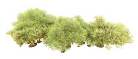 Green forest isolated on background. 3d rendering - illustration png