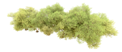 verde foresta isolato su sfondo. 3d interpretazione - illustrazione png