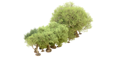 groen Woud geïsoleerd Aan achtergrond. 3d renderen - illustratie png