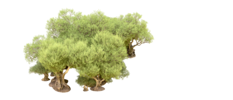 groen Woud geïsoleerd Aan achtergrond. 3d renderen - illustratie png