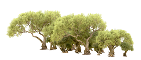 Green forest isolated on background. 3d rendering - illustration png