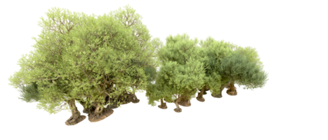 groen Woud geïsoleerd Aan achtergrond. 3d renderen - illustratie png