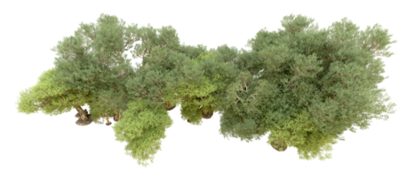 verde foresta isolato su sfondo. 3d interpretazione - illustrazione png