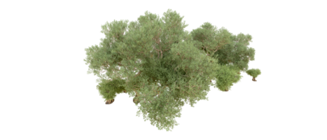 Grün Wald isoliert auf Hintergrund. 3d Rendern - - Illustration png