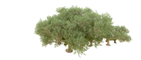 Green forest isolated on background. 3d rendering - illustration png