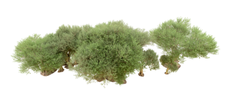 groen Woud geïsoleerd Aan achtergrond. 3d renderen - illustratie png