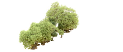 verde floresta isolado em fundo. 3d Renderização - ilustração png