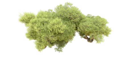 groen Woud geïsoleerd Aan achtergrond. 3d renderen - illustratie png