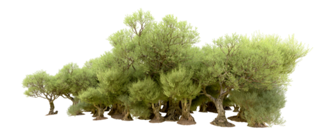 Green forest isolated on background. 3d rendering - illustration png