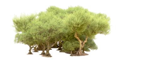 vert forêt isolé sur Contexte. 3d le rendu - illustration png