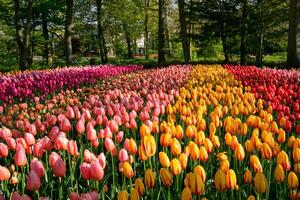 Blooming tulips flowerbed in Keukenhof flower garden, Netherland photo