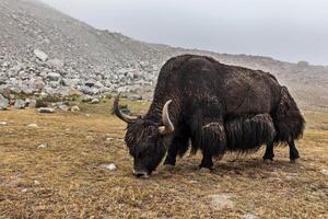 yak pasto en Himalaya foto