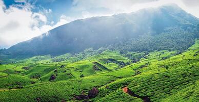 Panorama of green tea plantations photo