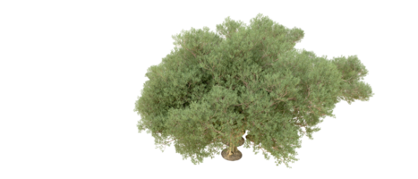 Grün Wald isoliert auf Hintergrund. 3d Rendern - - Illustration png