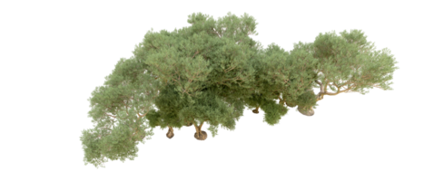 groen Woud geïsoleerd Aan achtergrond. 3d renderen - illustratie png