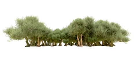 Green forest isolated on background. 3d rendering - illustration png