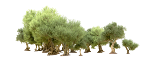 vert forêt isolé sur Contexte. 3d le rendu - illustration png