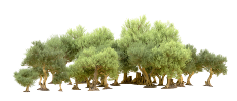 Green forest isolated on background. 3d rendering - illustration png