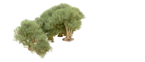 verde foresta isolato su sfondo. 3d interpretazione - illustrazione png