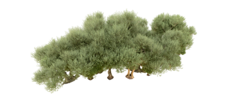 groen Woud geïsoleerd Aan achtergrond. 3d renderen - illustratie png