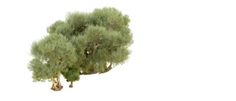 vert forêt isolé sur Contexte. 3d le rendu - illustration png