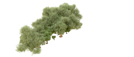 verde foresta isolato su sfondo. 3d interpretazione - illustrazione png