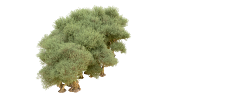 groen Woud geïsoleerd Aan achtergrond. 3d renderen - illustratie png