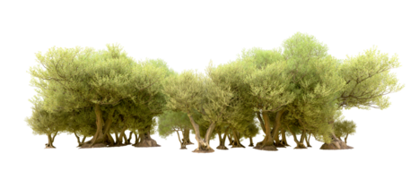 Green forest isolated on background. 3d rendering - illustration png