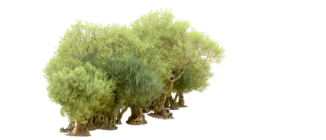 vert forêt isolé sur Contexte. 3d le rendu - illustration png