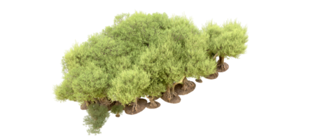 Green forest isolated on background. 3d rendering - illustration png