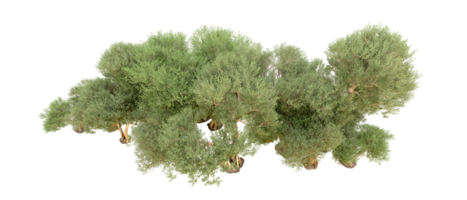 groen Woud geïsoleerd Aan achtergrond. 3d renderen - illustratie png