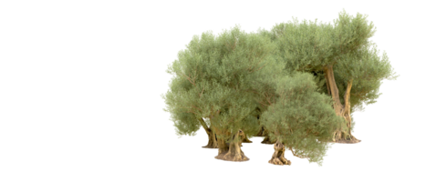 vert forêt isolé sur Contexte. 3d le rendu - illustration png