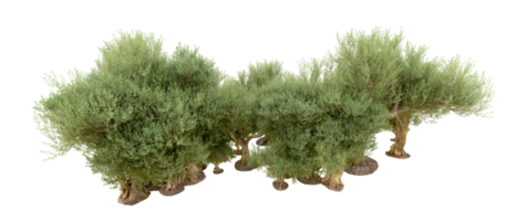 Grün Wald isoliert auf Hintergrund. 3d Rendern - - Illustration png