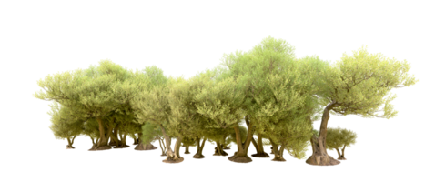 vert forêt isolé sur Contexte. 3d le rendu - illustration png