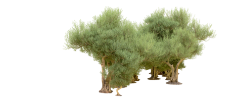 verde foresta isolato su sfondo. 3d interpretazione - illustrazione png