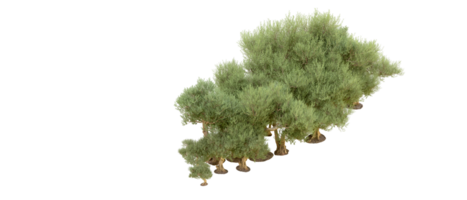 verde floresta isolado em fundo. 3d Renderização - ilustração png