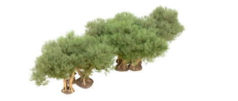 verde foresta isolato su sfondo. 3d interpretazione - illustrazione png