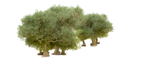 vert forêt isolé sur Contexte. 3d le rendu - illustration png