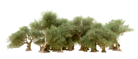 Green forest isolated on background. 3d rendering - illustration png