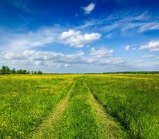 Spring summer - rural road in green field scenery lanscape photo