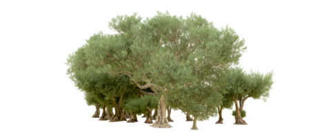 vert forêt isolé sur Contexte. 3d le rendu - illustration png