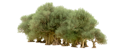 verde foresta isolato su sfondo. 3d interpretazione - illustrazione png