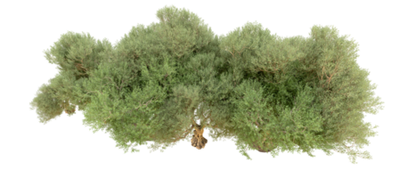 verde foresta isolato su sfondo. 3d interpretazione - illustrazione png